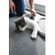 2-in-1 Reversible Comb for Dogs and Cats